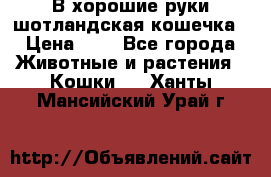 В хорошие руки шотландская кошечка › Цена ­ 7 - Все города Животные и растения » Кошки   . Ханты-Мансийский,Урай г.